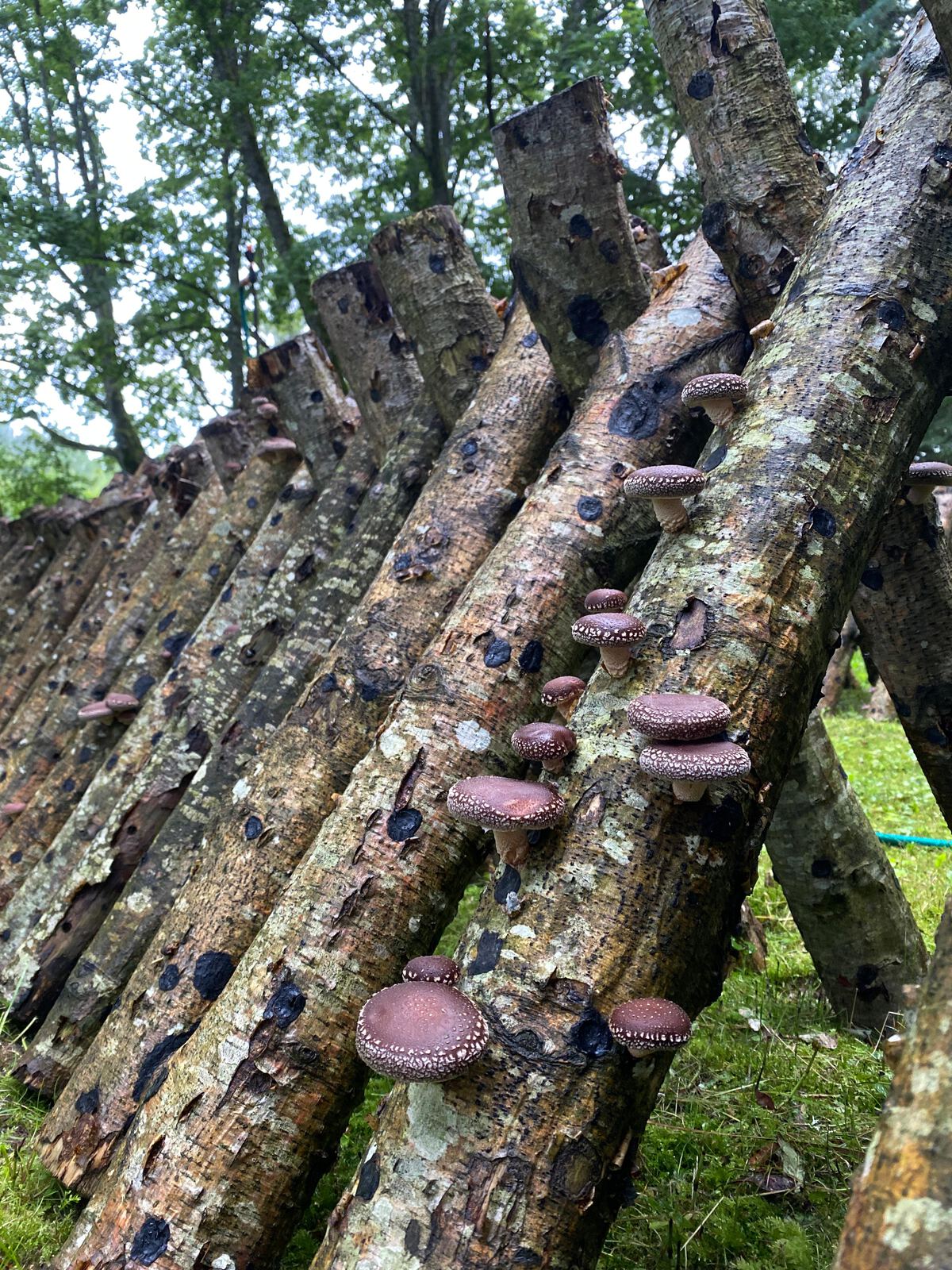 Šitake sēnes uz slīpi saliktiem baļķiem